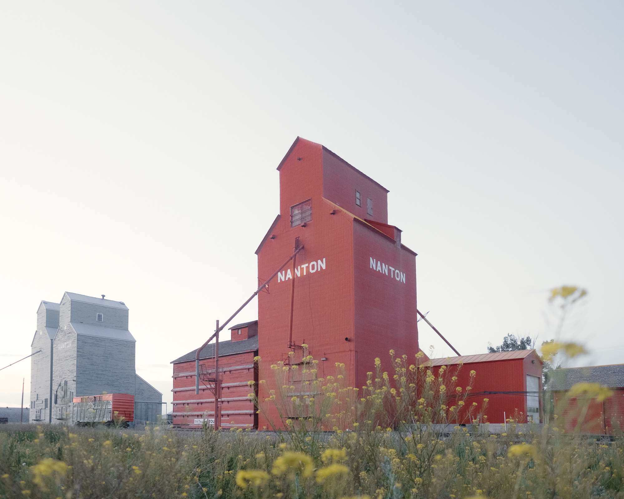 Red grain elevators rising behind wildflowers in Nanton, Alberta.