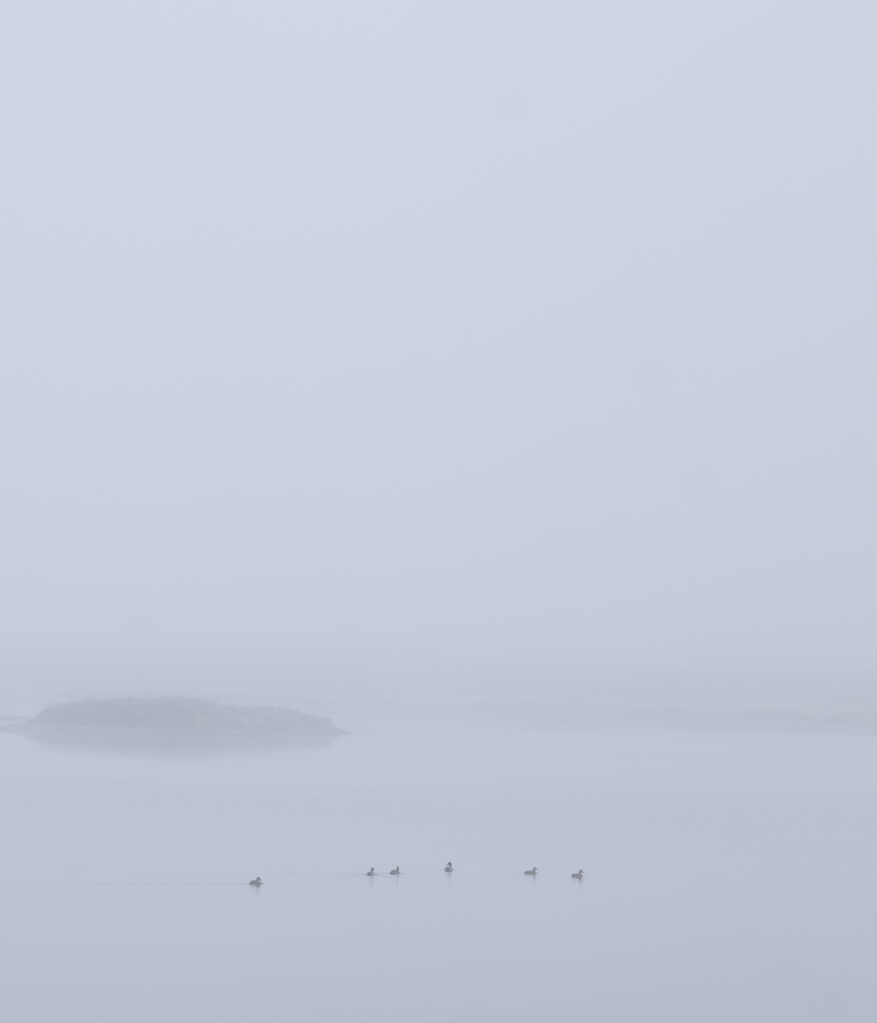 Waterfowl crossing still water beneath a nearly invisible shoreline in fog.