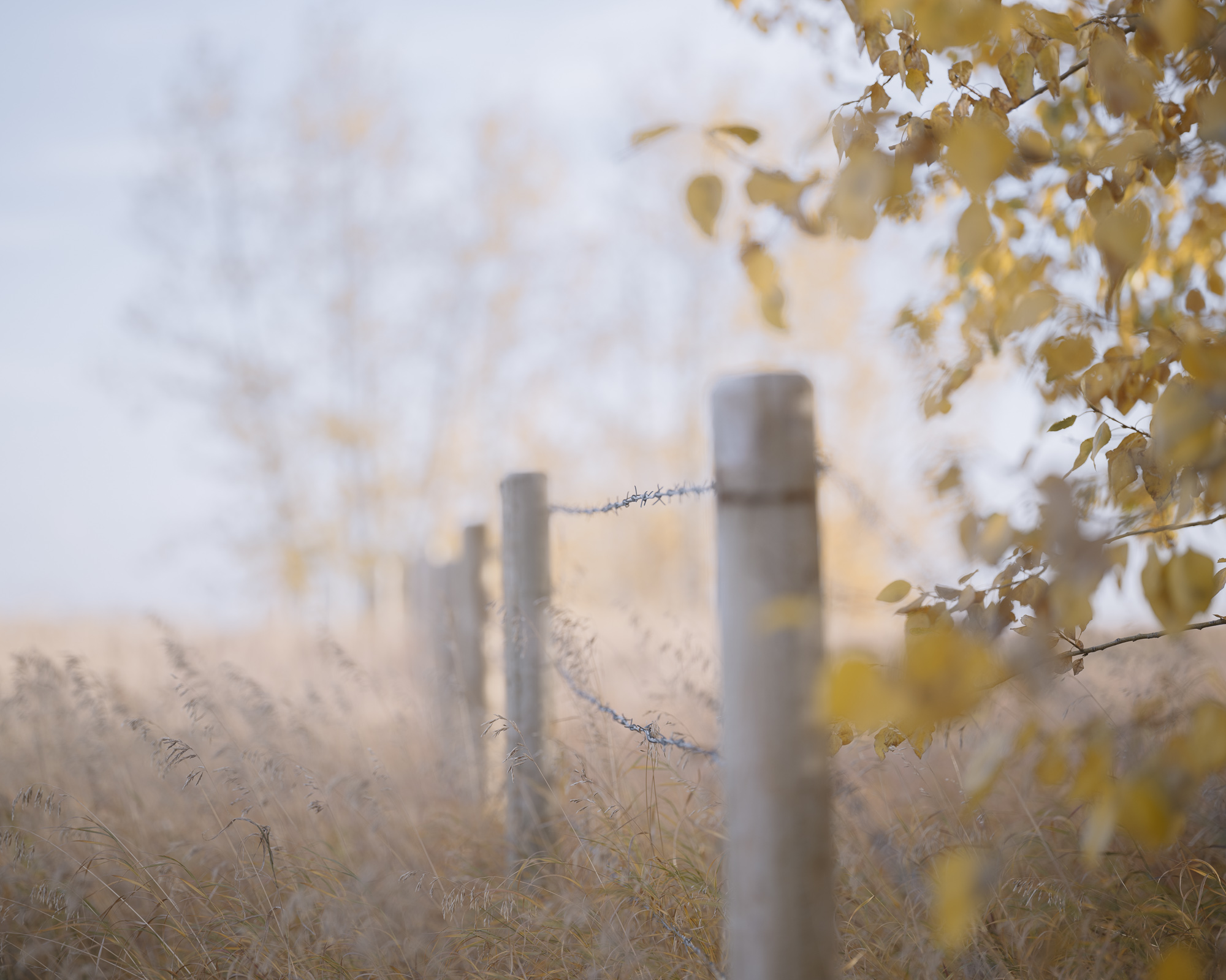 Barbed wire, fence posts, pale grass, and autumn leaves seen at close range.